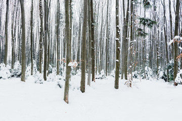 Fototapeta premium tree trunks in snowy white winter forest