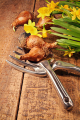 Daffodils and bulbs with tools on wood table
