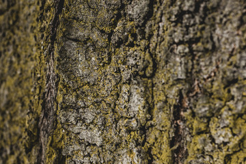 close up of textured tree bark covered with moss