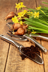 Yellow daffodils  and bulbs with tools on wood table