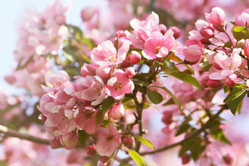 Pink apple blossom flowers against a blue sky
