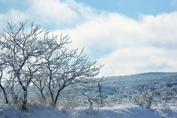 Ice and frost covered trees on a winter day