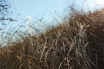Fototapeta premium grass and sky