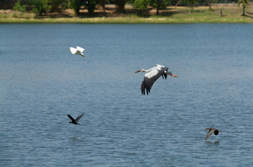 Fototapeta na wymiar Stork egret and teal bird in flight over calm lake