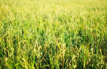 green wheat field in the sunny day