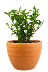 Isolated potted ilex crenata bush
