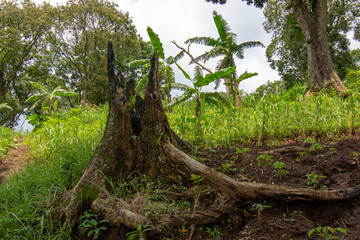 Natural view of the poor city of Java, Indonesia
