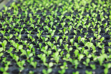 Close up of young sprout grow,Garden grow vegetable.green seedlings