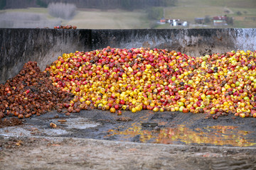 Landwirtschaftliche Abfälle: Äpfel