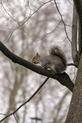 squirrel on tree
