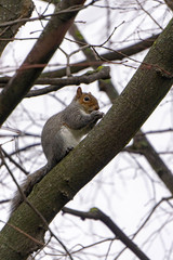 squirrel on a tree