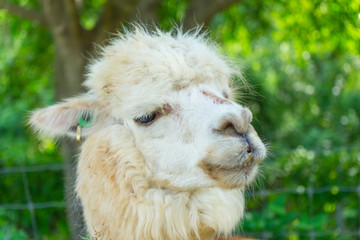 Fototapeta premium White funny Lama alpaca in New Zealand