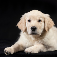 golden retriever cute young puppy