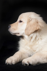 golden retriever cute young puppy