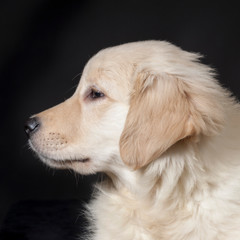 golden retriever cute young puppy