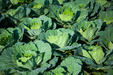 Green Cabbage field garden on sunlight outdoor background
