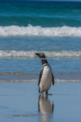 gentoo penguin nesting ground