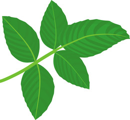 Fototapeta na wymiar Green compound leaf of raspberry plant isolated on white background