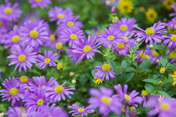 Purple flowers bloomed in spring in the garden