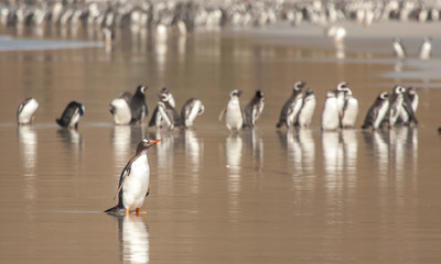 gentoo penguin nesting ground