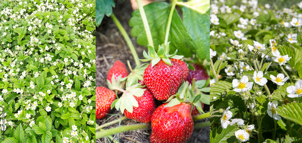 Wall mural ripe strawberries and blooming