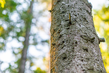tree trunk close-up on a green background