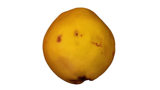 Realistic render of a rotating quince on white background. The video is seamlessly looping, and the object is 3D scanned from a real quince.
