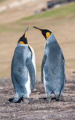pair of lovebirds - King Peguins in Falkline islands 
