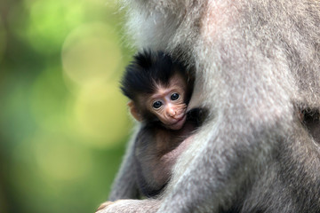 Close up shoot of a baby monkey feeds on the mother's breast.