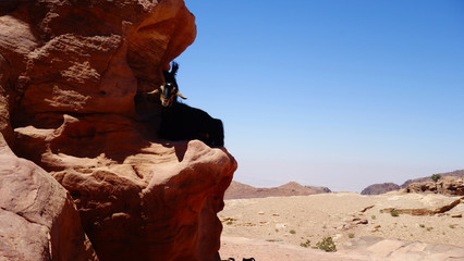 Fototapeta na wymiar Petra in Jordanien, mit Felsgräbern und römischen Ruinen