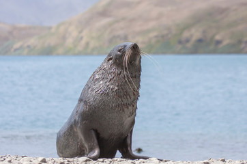 wet female fur seal on the beach of St georgia