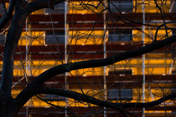 branch in front of a yellow building in the sun