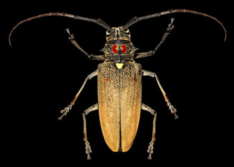 Mango Tree Borer (Batocera rufomaculata) isolated on a black background 