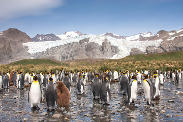 king penguing colony in South Georgia