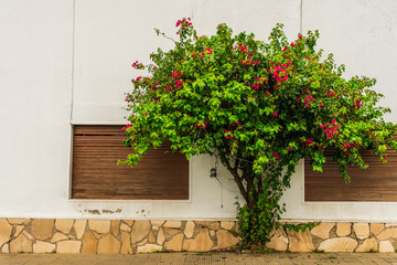 Abstract natural floral background of an old city town street with colorful houses, windows, and tree