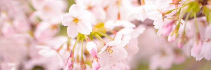Pink Cherry blossom, cherry trees flowers, spring panoramic background
