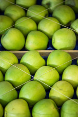 Green golden delicious apples for sale in the market