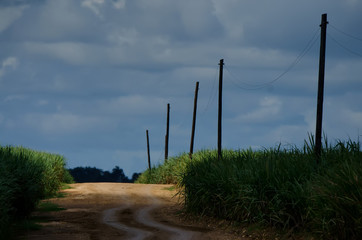 Road and sugarcane plantation view on cloudy day