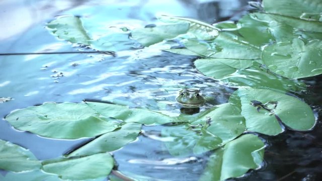 Marsh frog attacking the fishing rod  in the lake among the leaves of water lily