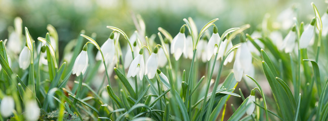 Closeup of snowbells standing in the sunlight with bokeh background in forest
