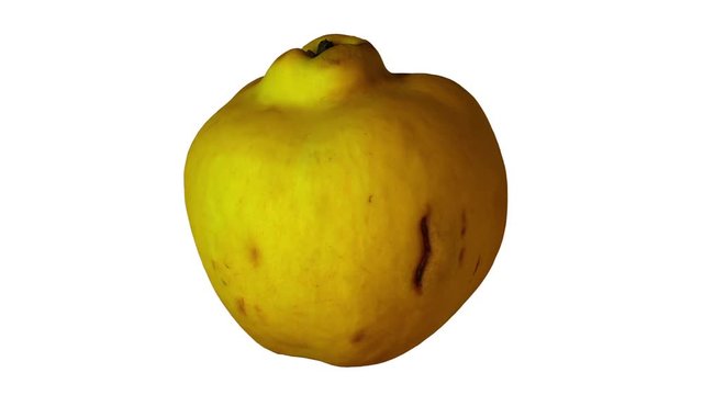 Realistic render of a rotating quince on white background. The video is seamlessly looping, and the object is 3D scanned from a real quince.
