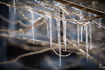 Icicles on tree branches