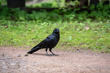 Crow on the ground