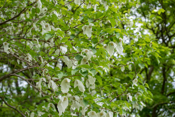 Fototapeta na wymiar Flowers of pocket handkerchief tree, ghost tree, Davidia