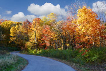 Fototapeta premium Road os fall colors