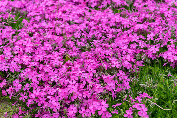 Background with small moss pink flowers, moss phlox