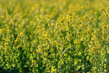 Rapeseed field, Blooming canola flowers
