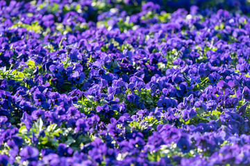 Blue pansy flowers