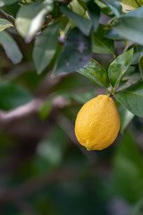 Fruit of lemon, on the branch