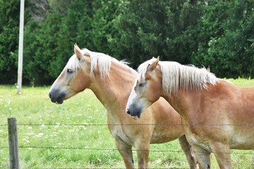 Two Palominos